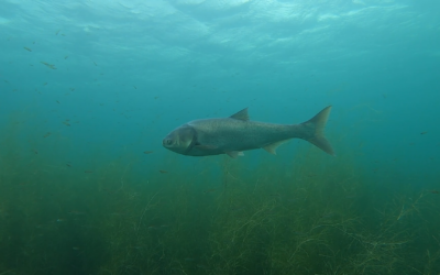 Tauchen im Cospudener See