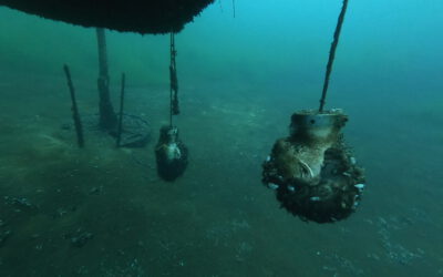 Bilder unserer Tauchausfahrt zum Cospudener See Juli 2024