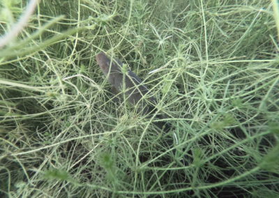 Fisch zwischen dichter Unterwasservegetation im Geiseltalsee