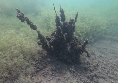 Stark bewachsener Baumstumpf unter Wasser im Geiseltalsee