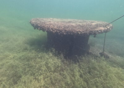 Stark bewachsenes Unterwasserobjekt im Geiseltalsee