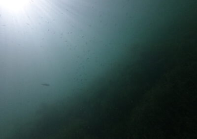 Fischschwarm im freien Wasser des Geiseltalsees