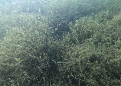 Kleiner Fischschwarm zwischen dichter Unterwasservegetation im Geiseltalsee