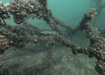 Hecht zwischen stark bewachsenen Ästen im versunkenen Wald des Geiseltalsee