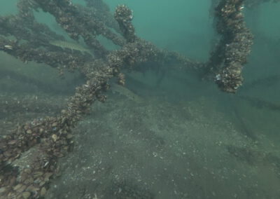 Hechte zwischen bewachsenen Ästen im versunkenen Wald des Geiseltalsee