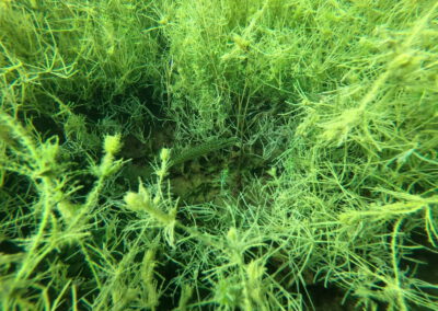 Junger Hecht versteckt zwischen dichter Unterwasservegetation im Geiseltalsee