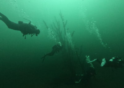 Taucher an einem versunkenen Baum unter Wasser im Geiseltalsee