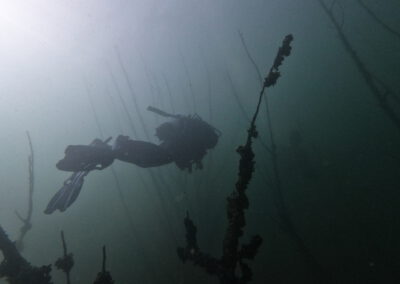 Taucher zwischen versunkenen Bäumen unter Wasser im Geiseltalsee