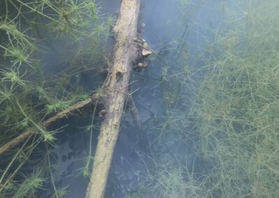 Versunkener Ast zwischen dichter Unterwasservegetation im Geiseltalsee