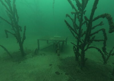 Versunkene Bäume und eine unter Wasserkonstruktion im Geiseltalsee